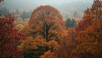 Crisp Autumn Atmosphere
