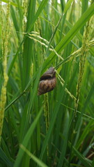 Snails eat rice plants that are still green