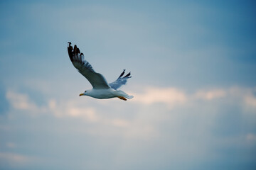 Seagull flies against the sunset sky over the sea. Background travel brochure