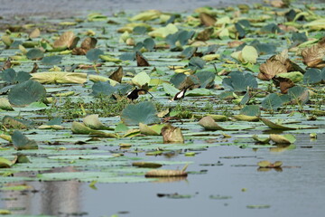 Pheasant tailed Jacana