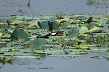 Pheasant tailed Jacana
