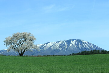 岩手山と一本桜