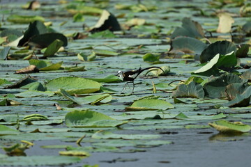 Pheasant tailed Jacana
