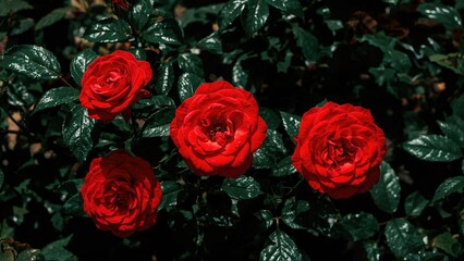 Bright scarlet roses contrasting with rich green leaves in a natural setting