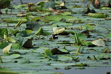 Pheasant tailed Jacana