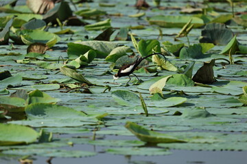 Pheasant tailed Jacana
