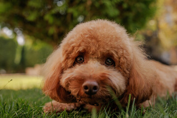 Adorable Fluffy Dog Lying on Grass Close Up, Cute Pet Portrait Outdoors in Nature