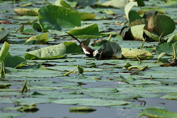 Pheasant tailed Jacana