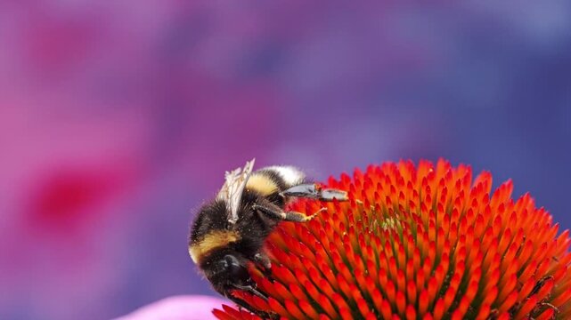 Closeup shot of a bumblebee pollinating a vibrant echinacea flower on a sunny day