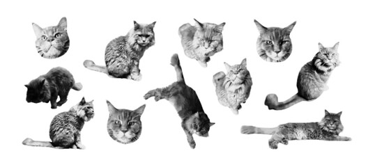 Funny cat halftone art collage. Modern retro grunge mixed media vector illustration on transparent background.