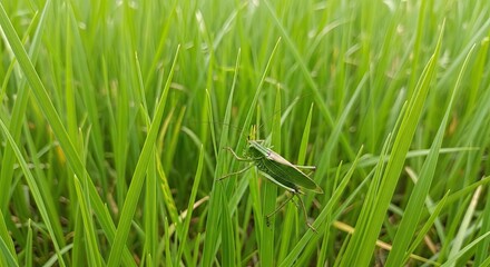 insect attacks on rice plants