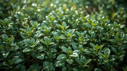 Sustainable green vegetation growing robustly outdoors