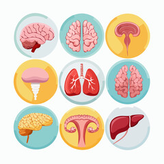 Vector icon collection of major human internal organs. Set includes brain, lungs, liver, and uterus illustrations for medical education.