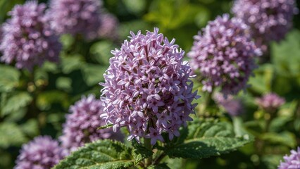 Obraz premium Sunlit macro shot of a fluffy mint herb showcasing delicate lilac blooms.