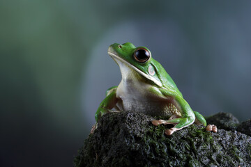 White-lipped tree frog (Litoria infrafrenata) on wood, white-lipped tree frog (Litoria infrafrenata) closeup on isolated background, Indonesian rainforest tree frog
