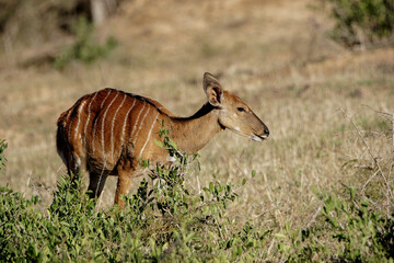 Nyala