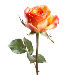 Single peach-orange rose