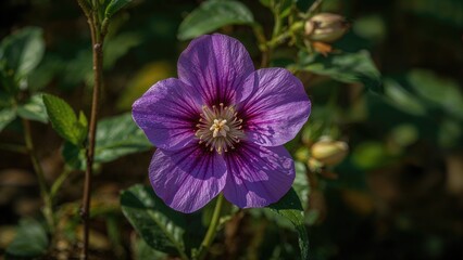 Obraz premium Purple flower of Dolichos lablab bean in nature