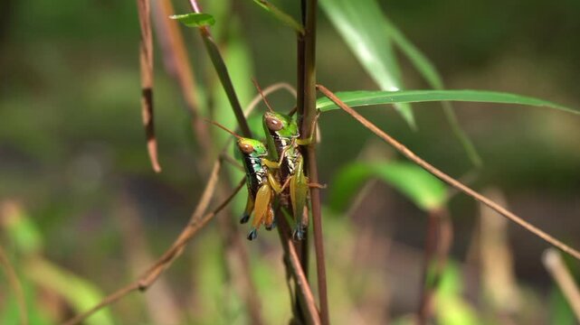 a pair of leafhoppers are breeding
