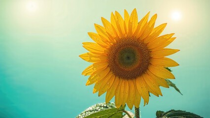 Dew-laden sunflower blooming brightly in the sunlight with a vivid background
