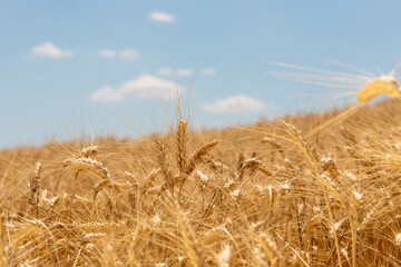 Golden wheat field stretching under a clear blue sky with soft clouds, captured in warm sunlight...