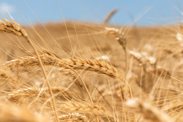 Close-up of golden wheat spikes in a sunlit field with clear blue sky, symbolizing harvest and...