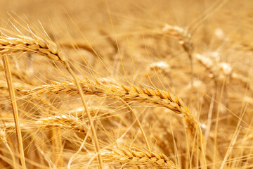 Detailed macro view of golden wheat spikes in a fully grown field, symbolizing harvest and...
