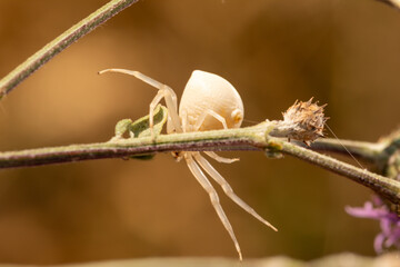 Close-up macro shot of a white crab spider resting on a green plant stem with a soft brown background.
