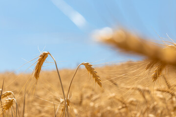 Ripe wheat spikes in a sunlit field under a clear blue sky, captured with a shallow depth of field for a warm and natural look.
