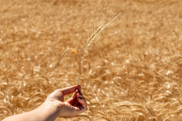 Close-up of a hand gently holding a single wheat ear against a golden field backdrop, symbolizing...