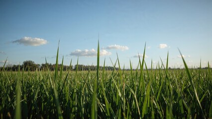 Bright rural view featuring verdant fields and gentle wind