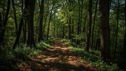 Naklejka premium Murky passage in the woodland