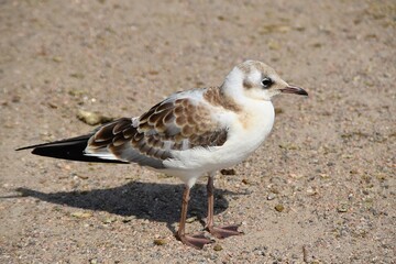 A young laughing gull is standing on a beach in bright summer day.