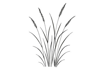 Minimalist Elegant Grass Vector Illustration, Realistic Botanical Meadow Plant Stalks, Black and White Nature Silhouette, Fine Line Decorative Art, Isolated on Transparent Background