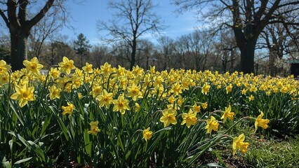 Fototapeta premium Springtime Scene Featuring Daffodils Bathed in Sunshine