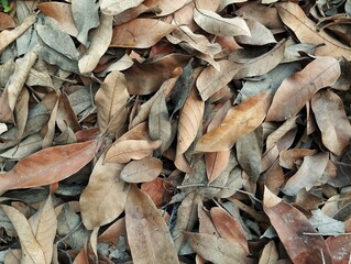 Pile of dry brown leaf texture background 