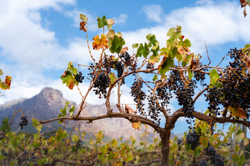 Dunkle Weintrauben reifen an den Reben in den Winelands, Südafrika, mit einer Berglandschaft im Hintergrund und einem blauen Himmel
