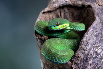 Trimeresurus Insularis closeup on branch with isolated background, Indonesian viper snake closeup