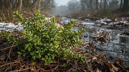 Cranberry bushes uncovered as snow disappears in early spring