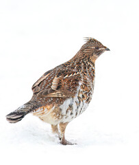 Ruffed grouse closeup walking around in the winter snow in Ottawa, Canada