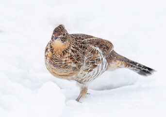 Ruffed grouse closeup walking around in the winter snow in Ottawa, Canada