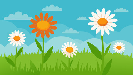 african daisies summer meadow