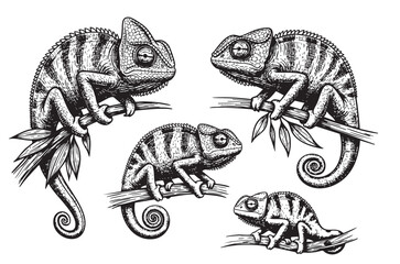 Vibrant chameleon set, ideal for nature and unique animal themes.