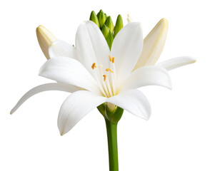 Fototapeta premium Single Tuberose Flower in Full Bloom, Front View with Natural Stem, isolated on transparent background