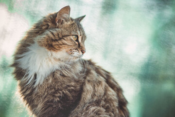 beautiful fluffy cat on green natural background, pet life outdoors
