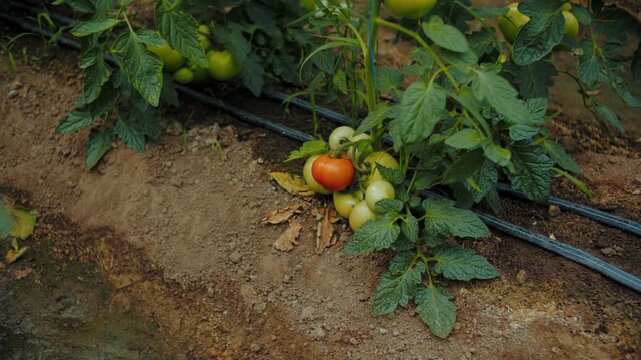 Tomato plants with ripening fruit and drip irrigation