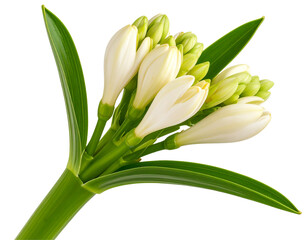 Obraz premium Tuberose Flower Bud Cluster with Leaves, Side Angle Composition, isolated