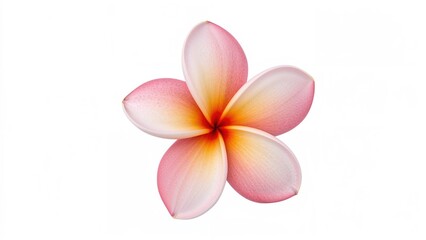 Isolated colorful flower with nature-inspired design on white