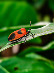 red bug on a leaf
