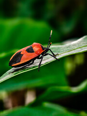ladybug on leaf